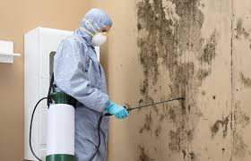 Environmental Consulting for Mold Prevention in Navasota, TX